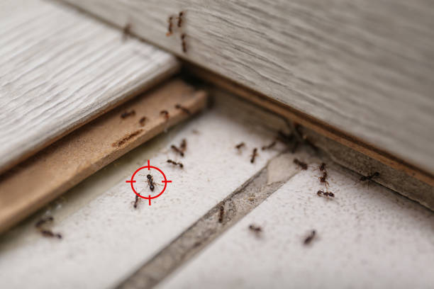 Best Pest Prevention Services  in Rden City, GA