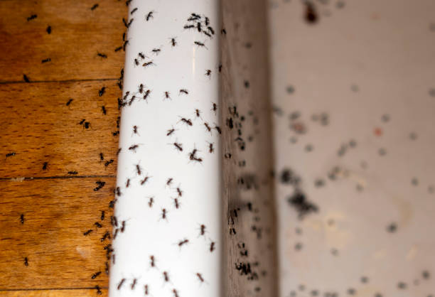 Best Rat Extermination Near Me  in Rden City, GA