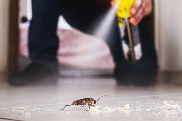 Best Cockroach Control Services  in Rden City, GA